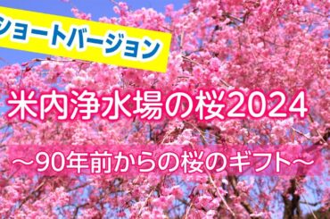 盛岡市米内浄水場の桜2024～90年前からの桜のギフト～【ショートver】