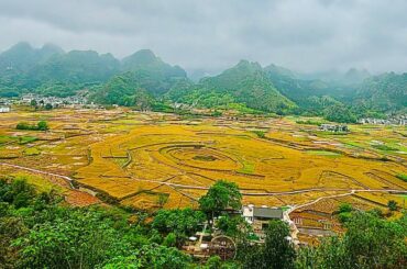 827 【2024年多彩貴州12天】10、#萬峰林│天下奇觀│八卦田，大地上的一顆黃金眼、聚寶盆│完全天然雕琢不是人工造就的， 嘆鬼斧神工!!