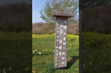 [栃木県小宅古墳群]　①別の場所にも見に行き、しだれ桜等様々な桜が綺麗に咲いてました　時間ある時にでも見て下さい