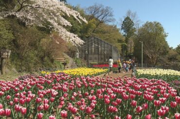 桐生・吾妻公園でチューリップと桜の共演(24/04/10)