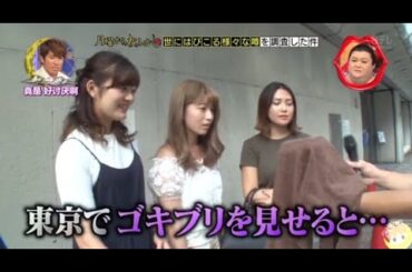 『月曜から夜ふかし』🍄🍄🍄「東京でゴキブリを見せると」