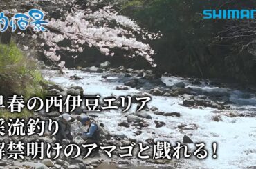 【釣り百景】#536 早春の西伊豆エリア 渓流釣り 解禁明けのアマゴと戯れる！