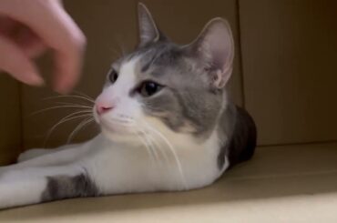 ダンボールの中のアッシュくん