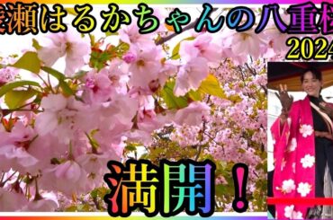 【会津若松】綾瀬はるかちゃんの超美し過ぎる八重桜！🌸🤗満開！会津鶴ヶ城 The cherry blossom planted by Japanese Superstar“Haruka Ayase”!