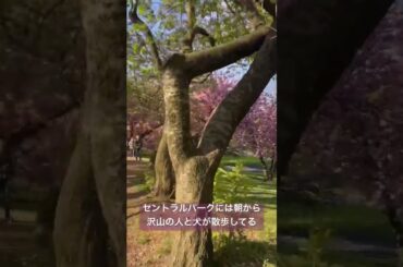 朝活したら馬群と桜に囲まれた🐎😆🌸