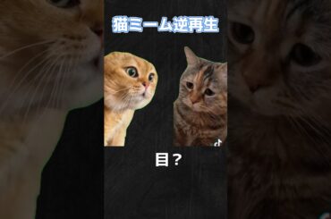 猫ミーム逆再生＋空耳集#shorts#ネタ #chipichipi #ねこ #流行 #ヤギ#かわいい猫