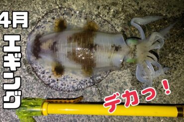 4月エギング・・・２キロアップ出た！