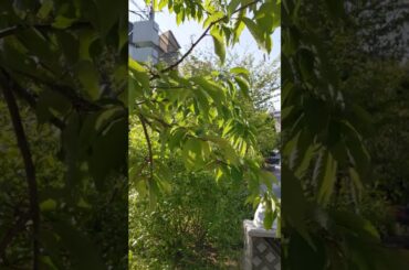 🌸🌸12　#何桜？ #アタミ#カンザクラ#熱海寒桜（#ヒカンザクラ群の1#品種 #花は#中輪の#一重咲き #釣り鐘状の下向きに半開き咲き #濃い#紫紅色の花弁 #花弁は散らず#萼のまま#落花）#浅