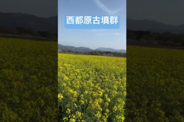 【春】宮崎 西都原古墳群 【桜】