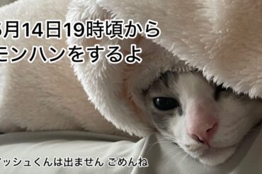 【第20回生配信】モンハンをするよ【佐々木琴子】