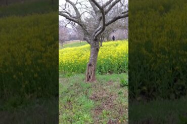 益子町　小宅古墳群菜の花畑