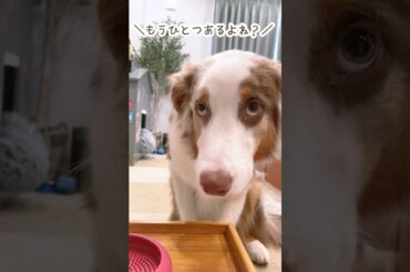 お姉ちゃんの残した食べ物をすごい欲しそうに見つめる弟犬が可愛すぎたwww【オーストラリアンシェパード・ボーダーコリー】 #shorts