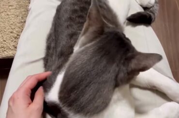 膝の上のアッシュくん