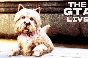 【ライブ配信アーカイブ】GTA ONLINE（GTA5）船長のクルーザーミッション及びヴァッカを下さい？！・・の巻