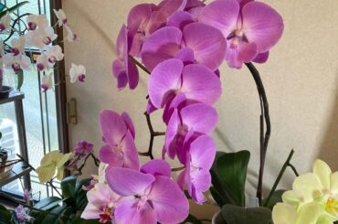 胡蝶蘭61 超豪華なレア大輪胡蝶蘭🌸ご紹介と小さな寄せ植え解体⭐️