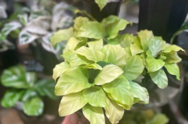 【観葉植物・多肉植物】2024.04.18 植物入荷紹介　Gardenえん大阪