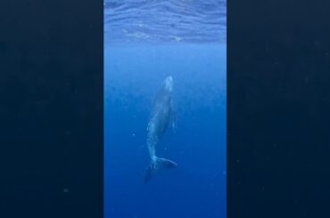 2024年5月10日11日 Perfume かしゆかさんとあ～ちゃんのインスタグラム投稿～2024 ホエールスイム🐋🫧今年の春も可愛い親子にたくさん会えました#Perfume#かしゆか#あ～ちゃん