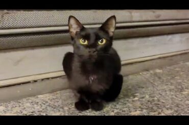 トルコの地下アイドルと推し活するイスタンブール女子