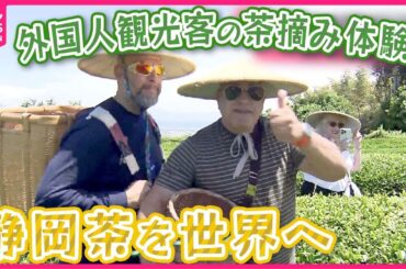 【“新茶”収穫期の静岡】鈴江キャスターが取材  “お茶離れ”や後継者不足も…インバウンドに活路