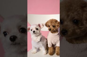 2024年4月4日5日 Perfume あ～ちゃんのインスタグラム投稿～この日の撮影はポポとべべも参加2匹が膝の上でまどろんでた🐶#Perfume#かしゆか#あ～ちゃん#のっち#ぽぽたん#べべたん