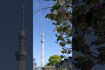 🌸🌸10　#何桜？ #ウコン#鬱金（#大島桜系で#日本原産の#栽培品種の#サトザクラ群 #名前は#ショウガ科の#ウコンの根を#染料に用いた#鬱金色に#由来 #別名#浅黄 #浅草