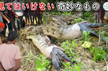 インド人の村人が、奇妙な生き物を捕獲したらしく、口から何かが飛び出してきました。絶対に見てはいけない変なもの10選です!#神秘 #top #top10 #世界 #カメラ #インド #动物 #生き物