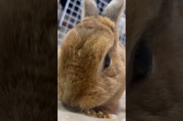 【兎の波瑠】オヤツもぐもぐ #shorts #うさぎ