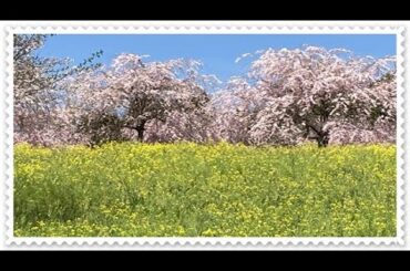 🌸菜の花・桜まつり🌸（益子町）