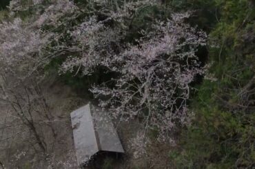 令和6年4月4日・久保（大宮の桜）