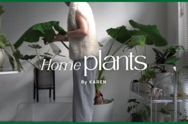 【HOME PLANT】我が家のお気に入り観葉植物のご紹介 #観葉植物 #インテリア