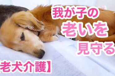 『皆様にご報告』心菜の老いが加速しています【老犬介護No.134】