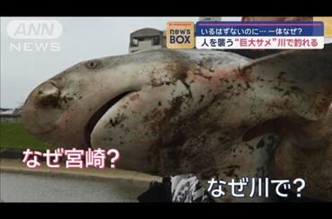 人を襲う“巨大サメ”川で釣れる　いるはずないのに…一体なぜ?【スーパーJチャンネル】(2024年4月29日)