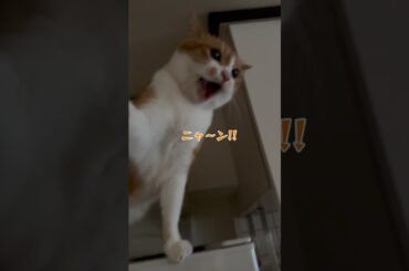 立入禁止エリアに登った猫に制裁を加える。　#shorts