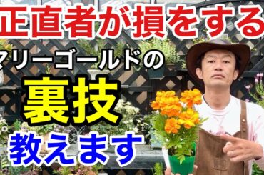 【ちょっと待った】マリーゴールドは普通に植えてはいけません。　　【カーメン君】【園芸】【ガーデニング】【初心者】