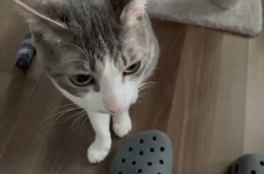 床の上のアッシュくん