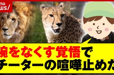 【危険】サファリパークの舞台裏…マレーバクに噛まれ重傷「チーターのケンカ 腕をなくす覚悟で止めた」｜ABEMA的ニュースショー