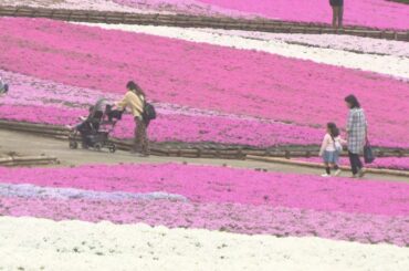 羊山公園のシバザクラ見ごろ／埼玉県