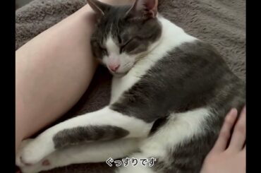 ふくらはぎまくらアッシュくん