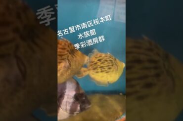 #季彩酒房群 #活魚 #活イカ #桜本町水族館　#居酒屋 #鉄板焼き #海鮮 #鮮魚 #日本料理 #水族館 #釣り #バス釣り #ブラックバス #fishing #石鯛 #ヒラメ #餌やり #餌付け