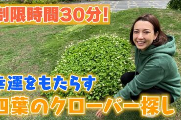 #137 幸運をもたらす四葉のクローバー探し