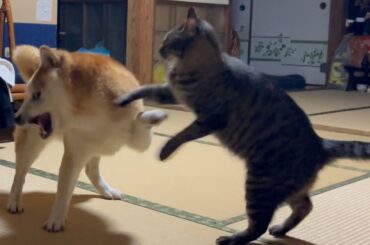 今夜も猫のお世話で大忙しの柴犬もも　Momo is busy with the care of cats