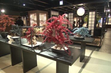 古いけど新しいがコンセプト“和モダン”感じるショールーム誕生！大島紬のテディベア―やドライ盆栽 「伝統を守りながら今の現代にマッチさせる」完全予約制で1日3組限定 北海道札幌市