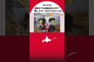 【美しすぎる子牛】「牛界の浜辺美波」「目がもはや少女漫画」ネットで話題に！ SNSで10万いいね 牧場代表もあまりの反響に驚くかわいさ 北海道広尾町