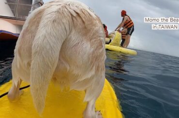 ビーグル犬モモ、天気が悪くてもマリンアクティビティを満喫する