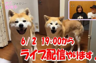ごん・みくファミリー♡　ライブ配信♪　秋田犬【ごん・みく チャンネル】