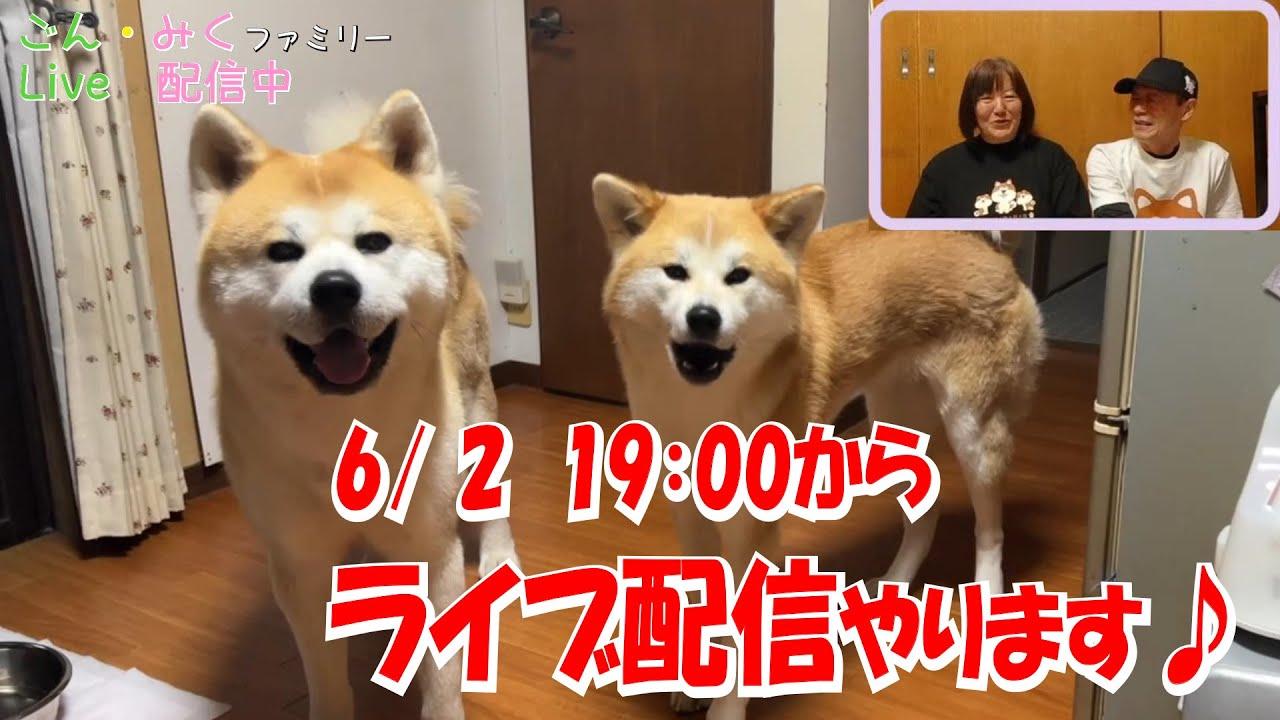 ごん・みくファミリー♡ ライブ配信♪ 秋田犬【ごん・みく チャンネル】 ごん・みくファミリー♡ ライブ配信♪ 秋田犬【ごん・みく チャンネル】