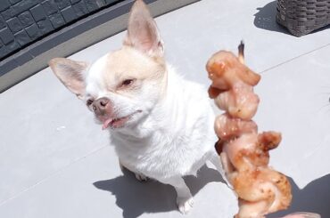 長すぎる待ち時間に疲れ果てたチワワの表情がコチラ