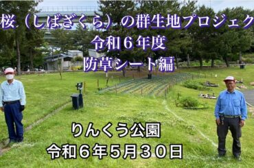 芝桜（しばざくら）の群生地プロジェクト始動！（防草シート編）（令和６年５月３０日）