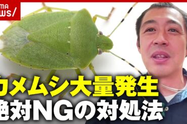 【カメムシ大量発生】ニオイに要注意…果樹園に被害も やってはいけない対処法を専門家が解説｜ABEMA的ニュースショー