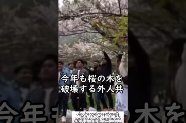今年もたくさんの桜の木が外人によって破壊されました